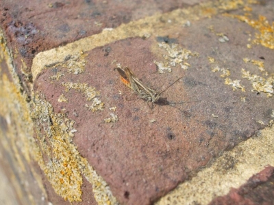 Grasshopper at Fort Amherst