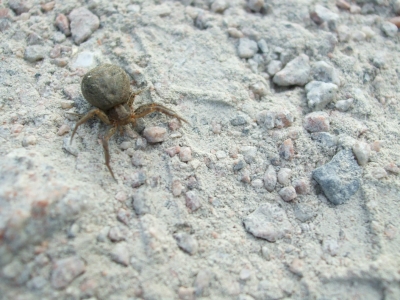 Spider at Fort Amherst