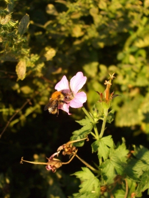 Bumblebee near the tunnel mouth at Fort Amherst