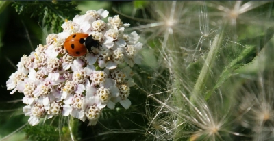 Ladybird on The Great Lines