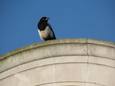 Magpie on the Chapel Roof of the Naval War Memorial 