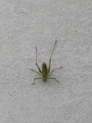 Cricket on the Naval War Memorial wall