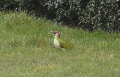 A Green Woodpecker — at Navy War Memorial Chatham.