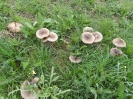 Mushrooms By The Chatham Naval Memorial